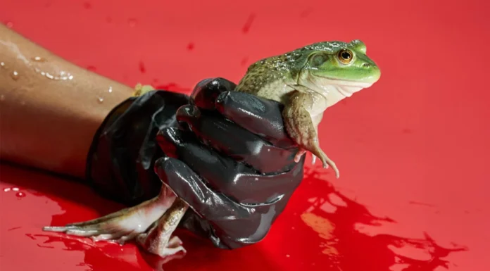 Come il commercio della carne di rane ha contribuito alla diffusione di un fungo mortale in tutto il mondo