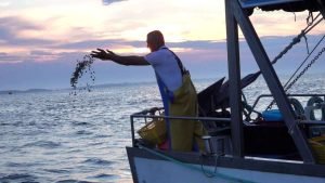 La moria della popolazione di vongole lupino mette a rischio l’equilibrio dell’ecosistema marino