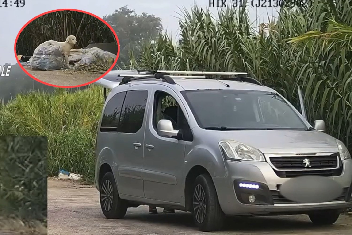 Abbandona rifiuti tossici e un cagnolino sotto al sole: incastrato dalle telecamere in Campania (ma per il cucciolo c’è il lieto fine)