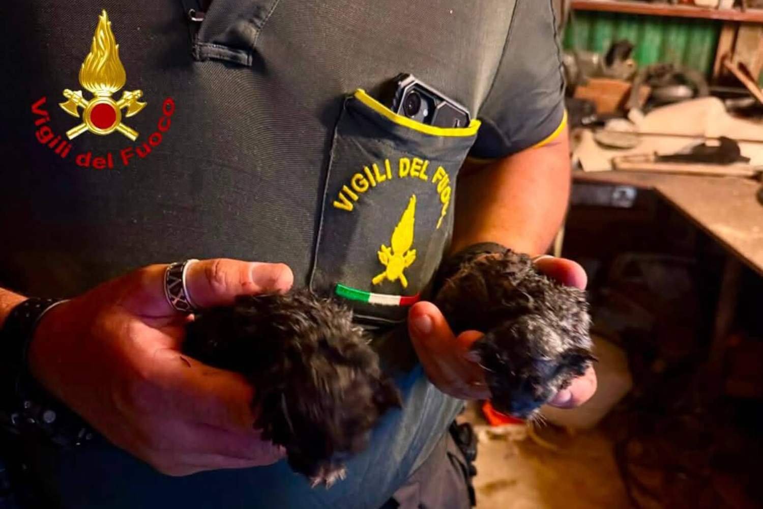 Miracolo fra le fiamme a Montecatini Val di Cecina: i pompieri salvano due gattini appena nati dall’incendio